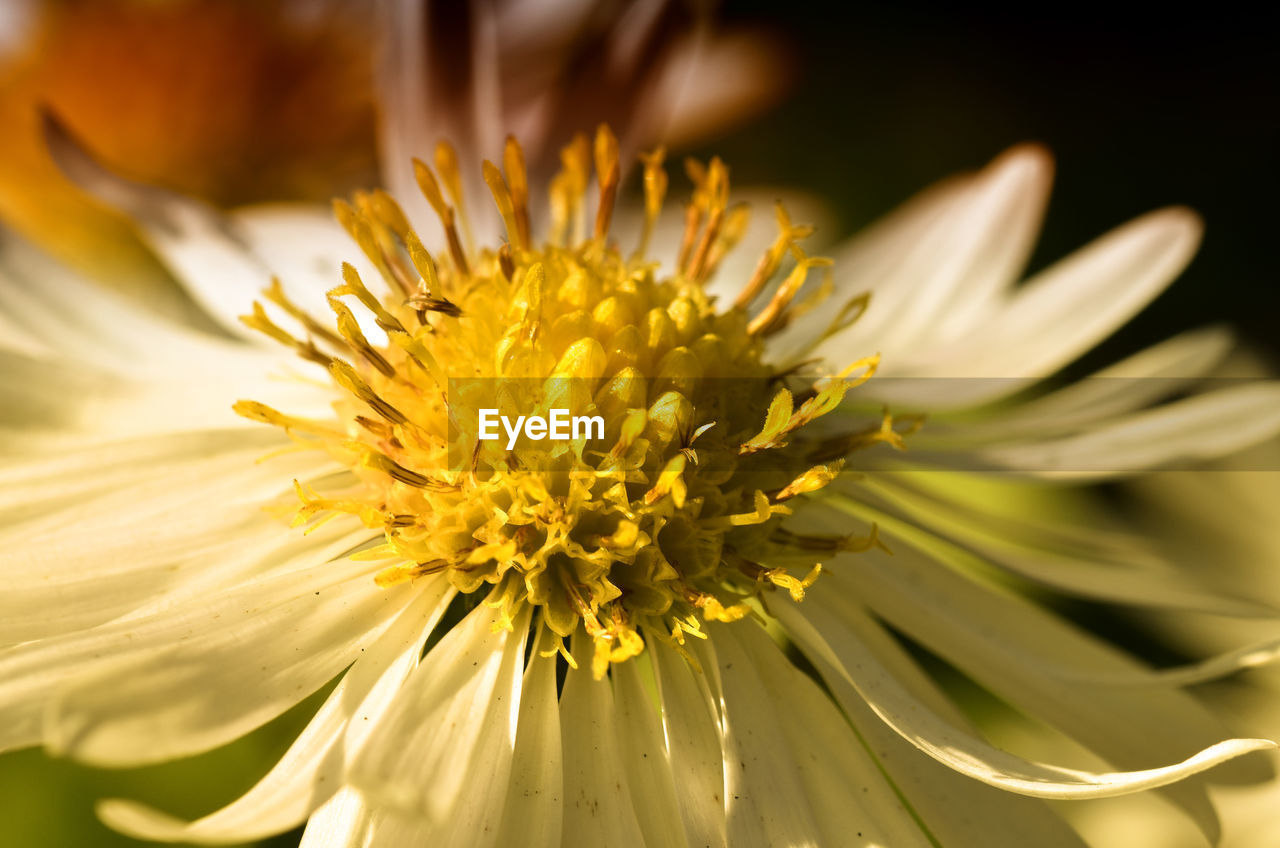 flower, flowering plant, plant, freshness, beauty in nature, close-up, yellow, nature, flower head, growth, fragility, petal, macro photography, inflorescence, macro, pollen, no people, extreme close-up, blossom, summer, springtime, outdoors, botany, focus on foreground, selective focus, sunlight, environment, backgrounds, vibrant color, plant stem, daisy, landscape, magnification, sky