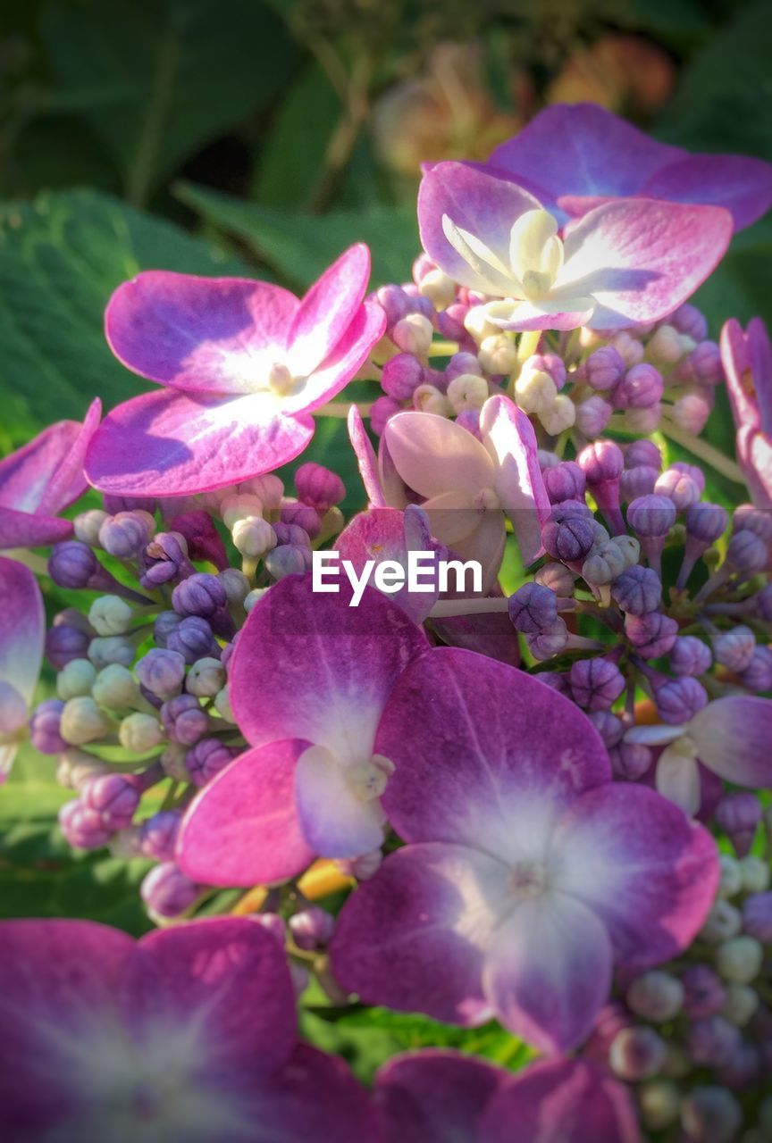 CLOSE-UP OF PURPLE FLOWERS BLOOMING OUTDOORS