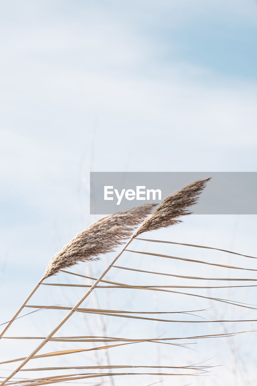 Dry reed on the lake, reed layer. reeds on the lake sway in the wind against the blue sky