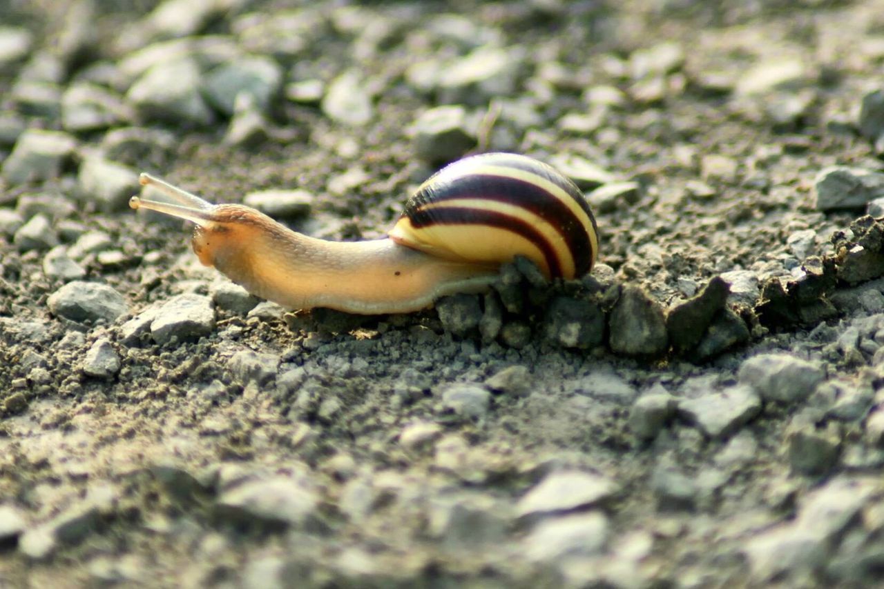 CLOSE-UP VIEW OF SNAIL