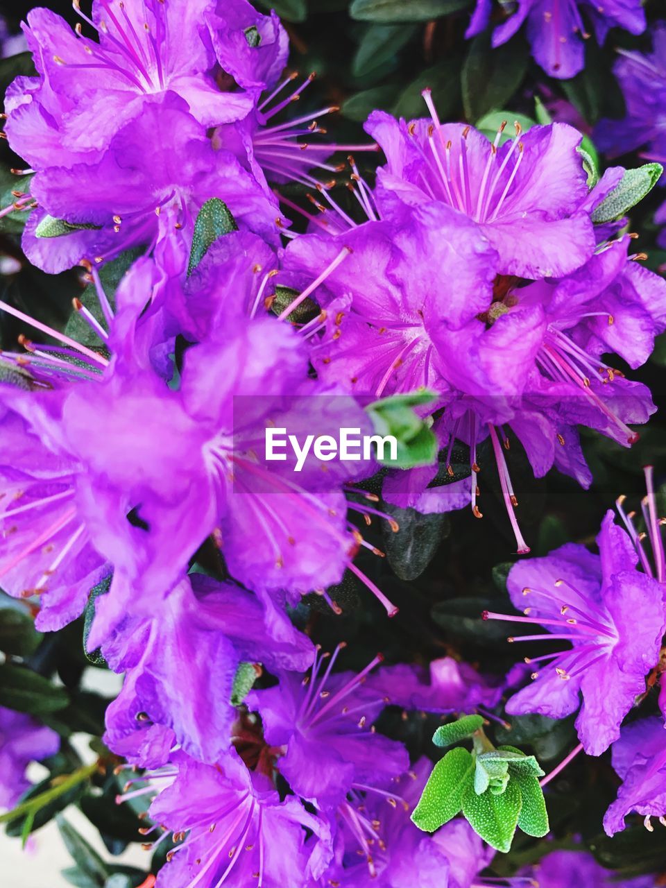 CLOSE-UP OF PURPLE FLOWERING PLANT