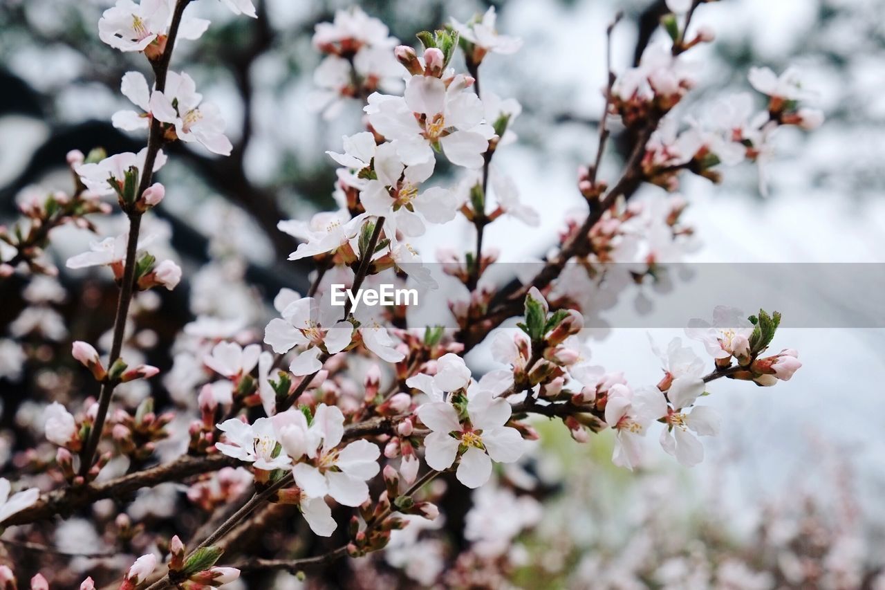 CLOSE-UP OF WHITE CHERRY BLOSSOM TREE