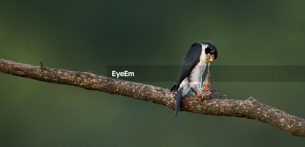 VIEW OF BIRD PERCHING ON BRANCH