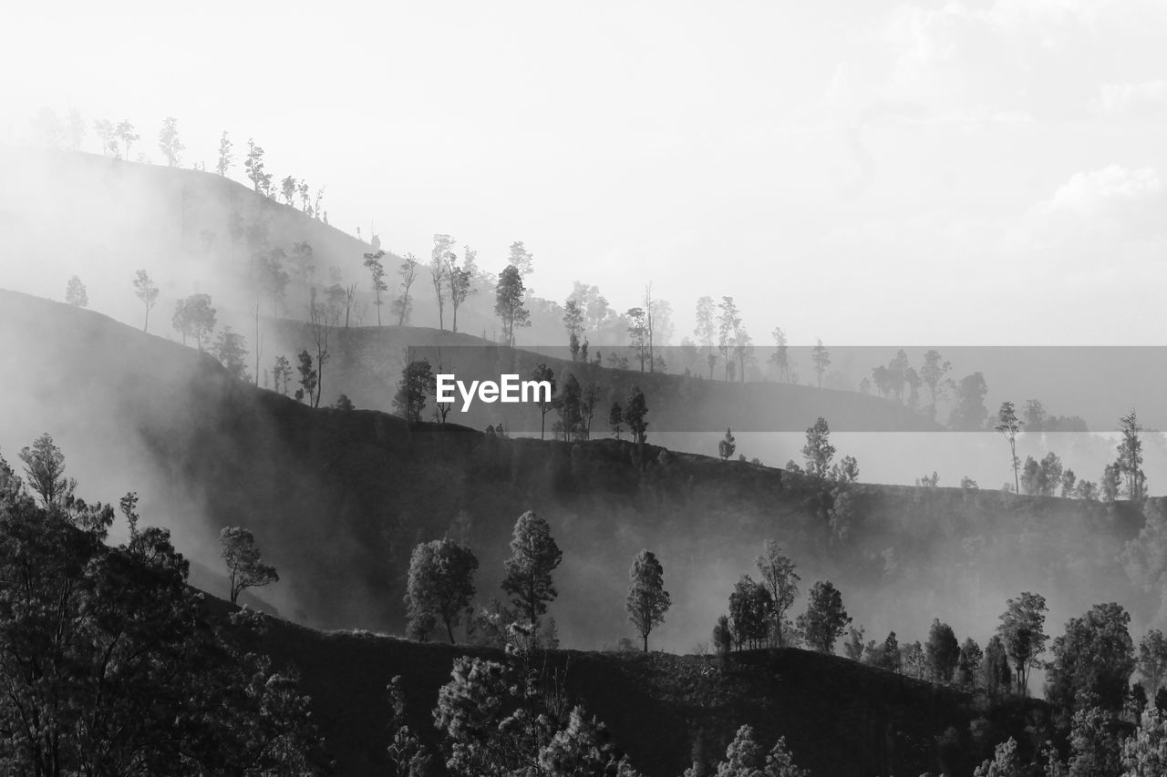 Panoramic shot of trees on land against sky