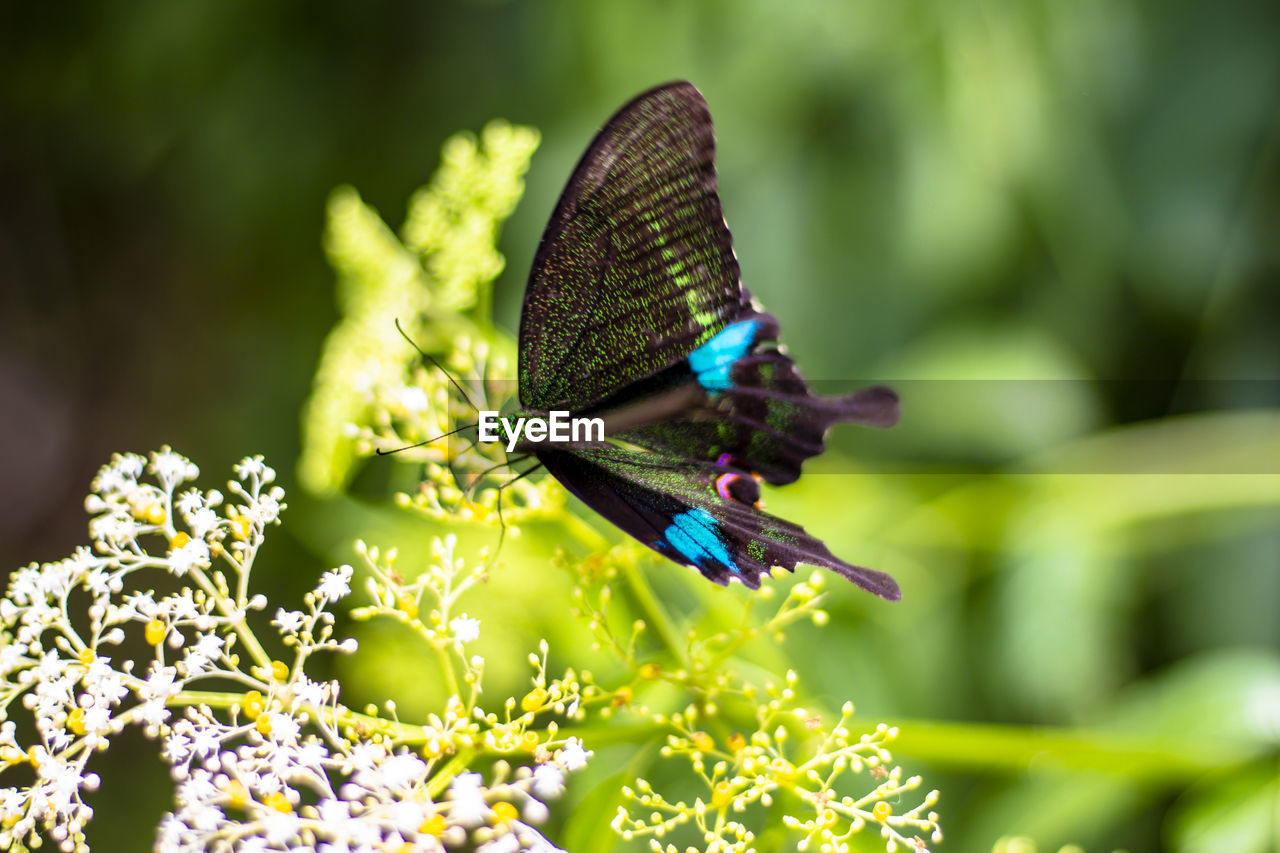 CLOSE-UP OF BUTTERFLY ON FLOWER