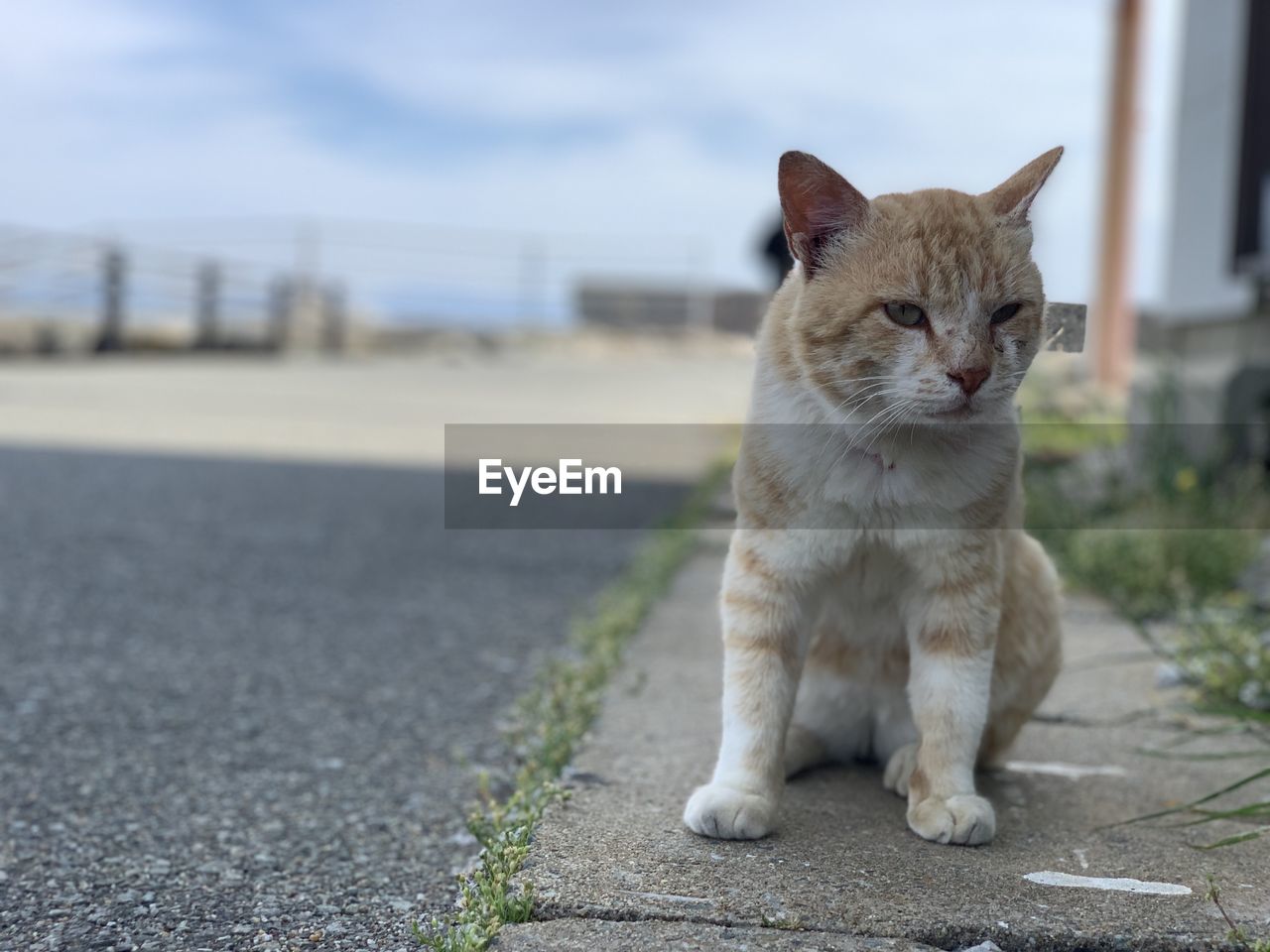 PORTRAIT OF CAT SITTING ON ROAD