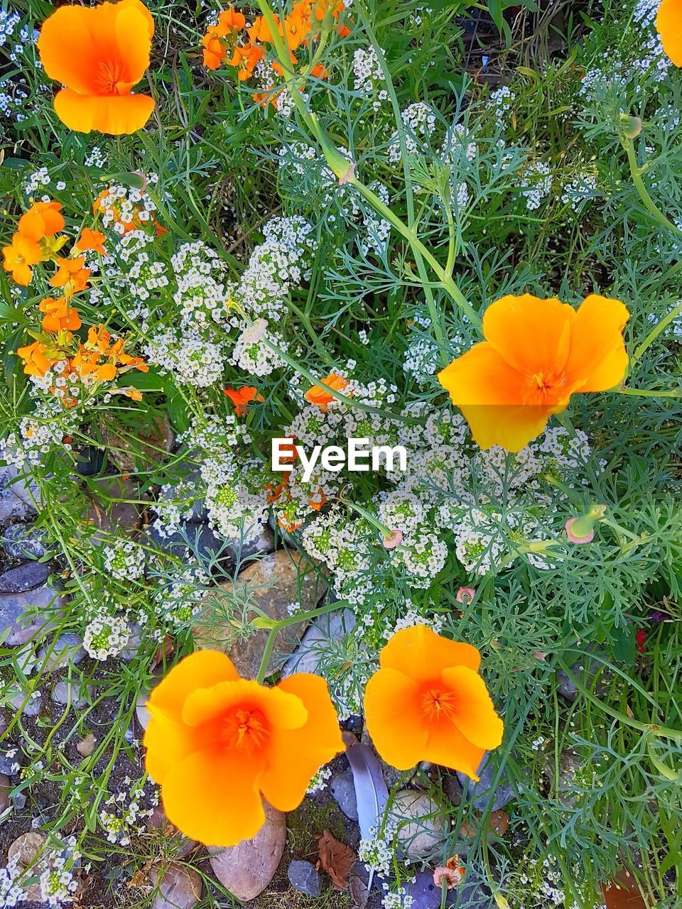 HIGH ANGLE VIEW OF ORANGE FLOWER ON FIELD