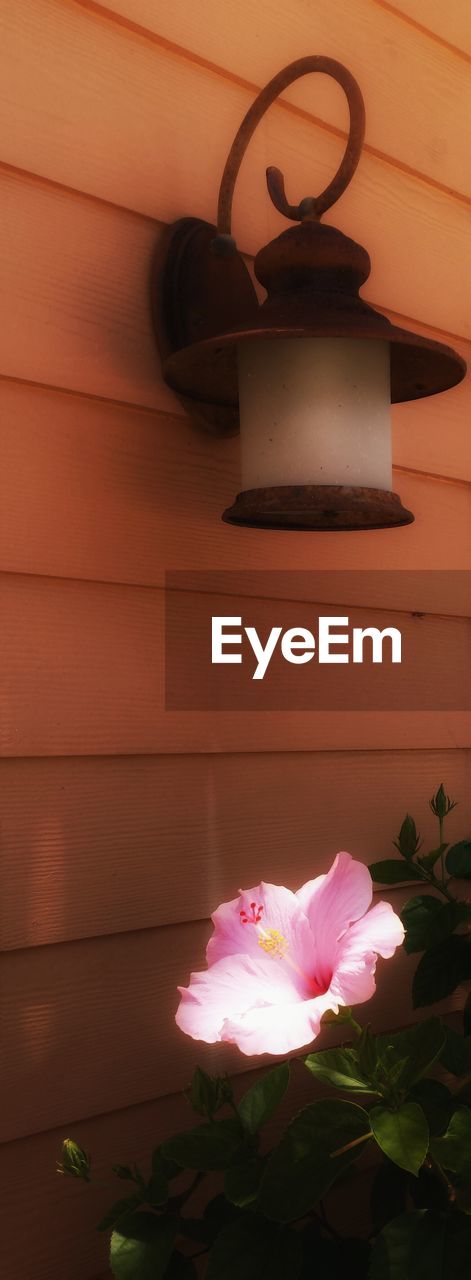 CLOSE-UP OF WHITE FLOWERS