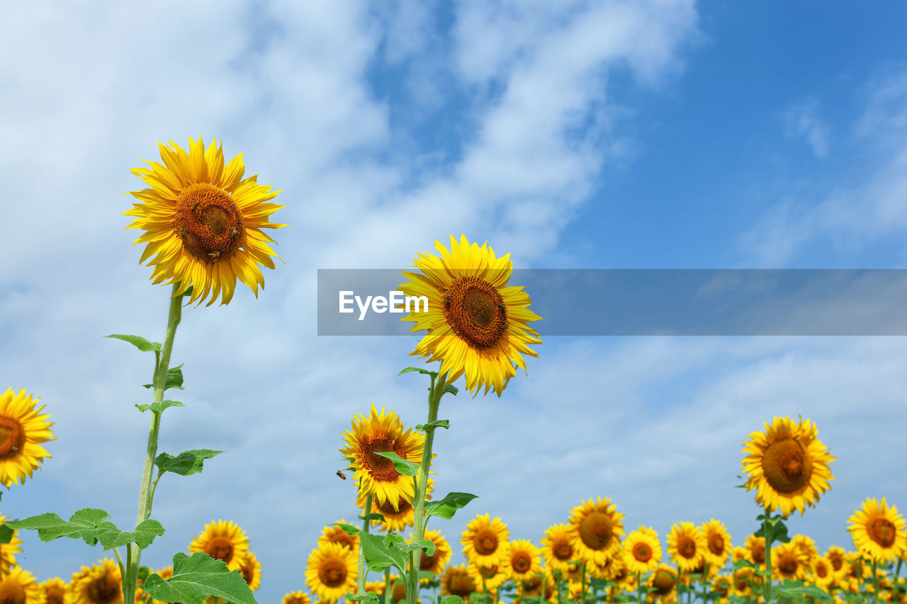 flower, flowering plant, plant, freshness, field, yellow, beauty in nature, sky, flower head, nature, growth, sunflower, cloud, inflorescence, fragility, landscape, meadow, rural scene, petal, land, no people, environment, springtime, close-up, day, prairie, blue, summer, botany, outdoors, blossom, agriculture, low angle view, vibrant color, wildflower, abundance, sunlight, tranquility, multi colored, scenics - nature, plain, asterales, crop