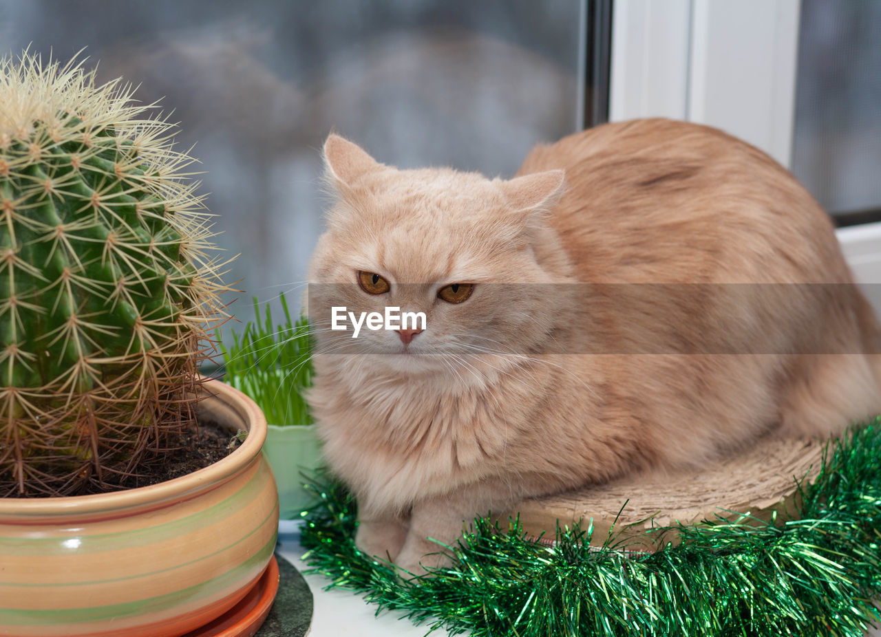 pet, cat, mammal, animal, animal themes, domestic animals, domestic cat, one animal, feline, plant, whiskers, felidae, no people, small to medium-sized cats, animal hair, nature, potted plant, cute, carnivore, kitten, young animal, portrait, green, looking at camera, indoors