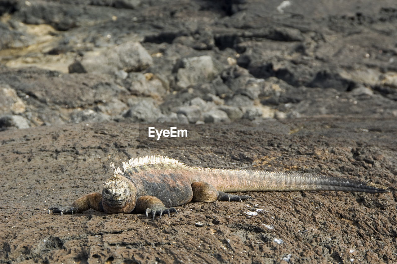 Portrait of an iguana on shore