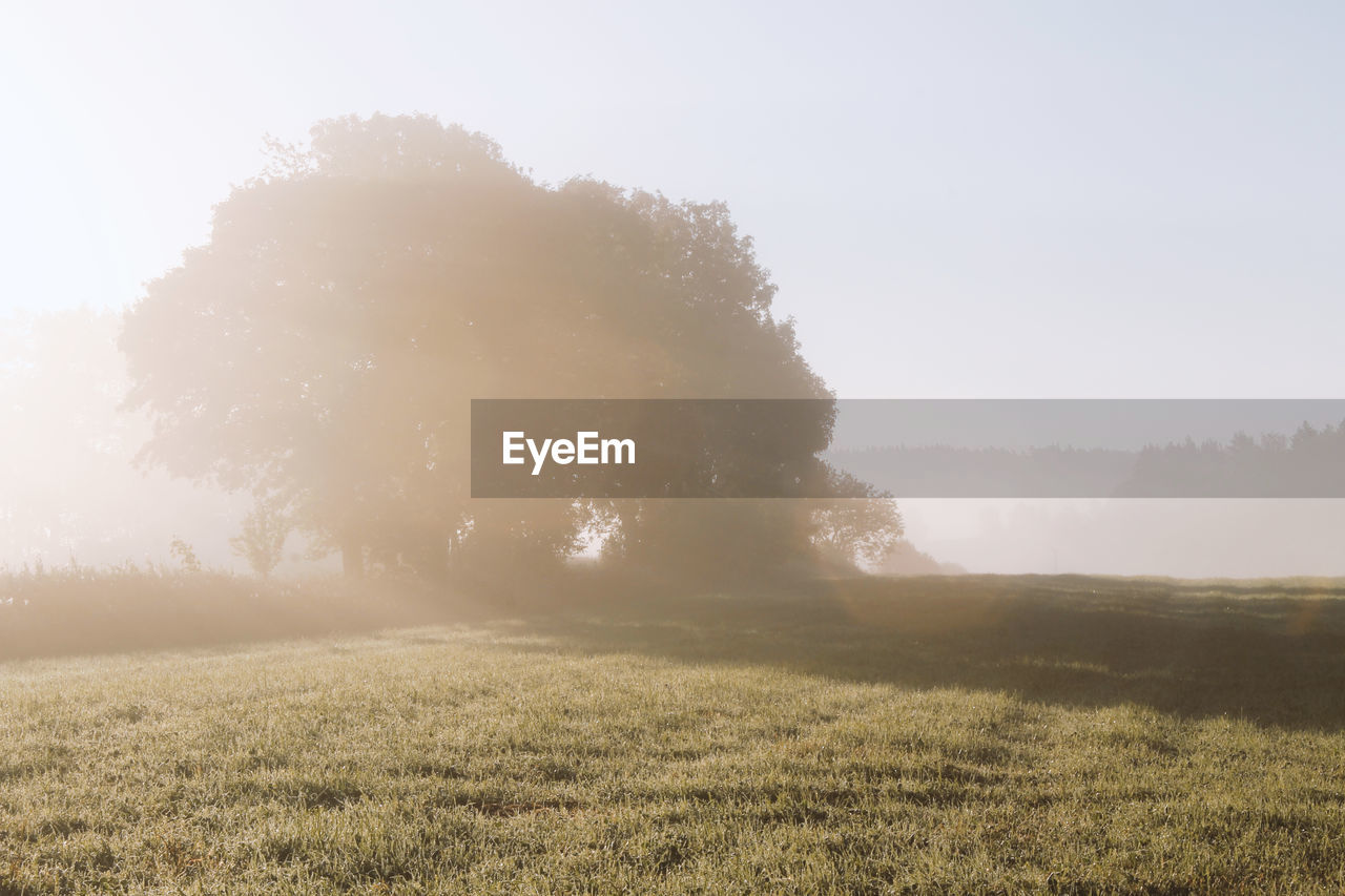 Scenic view of field at morning