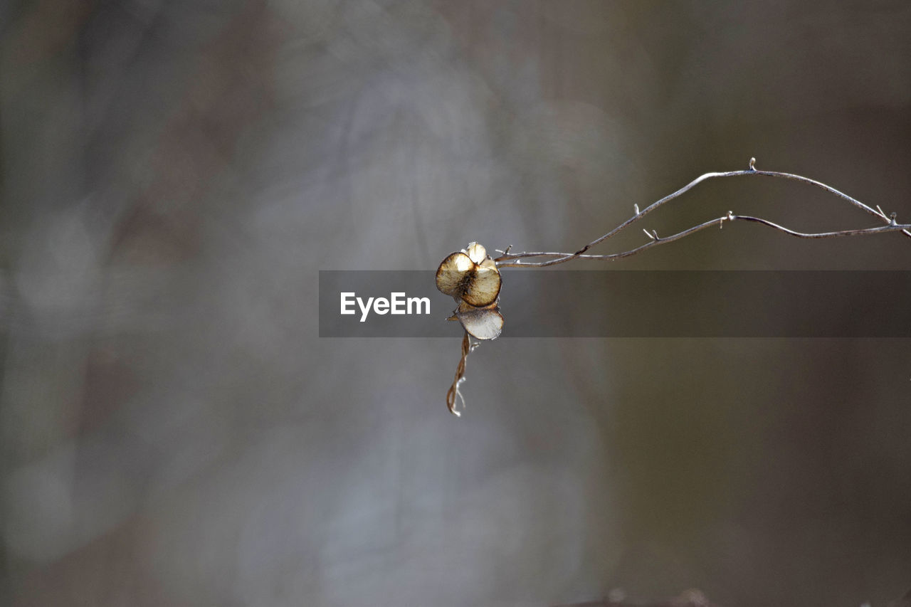 Close-up of wet twig