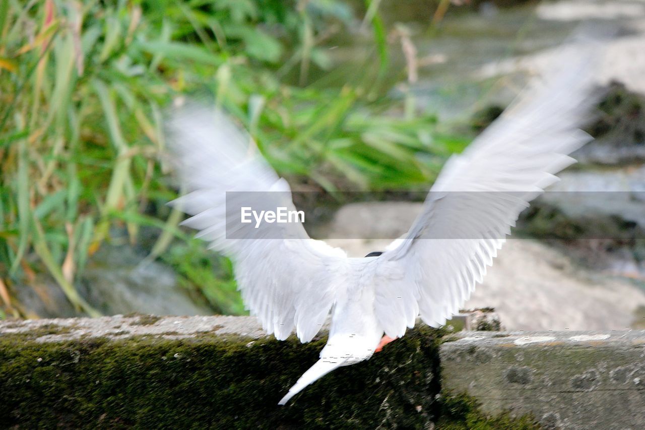 CLOSE-UP OF WHITE BIRD