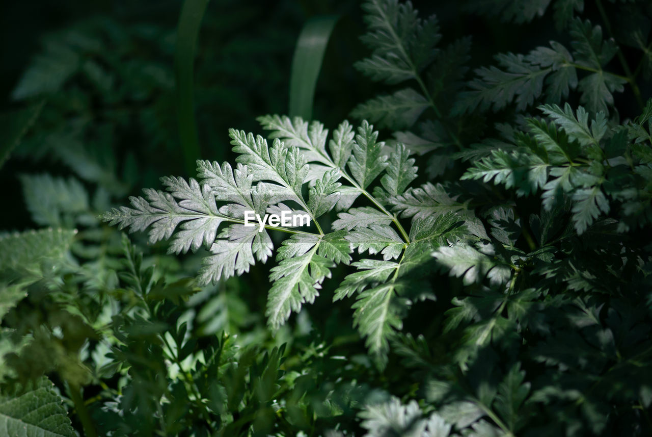 Close-up of plants