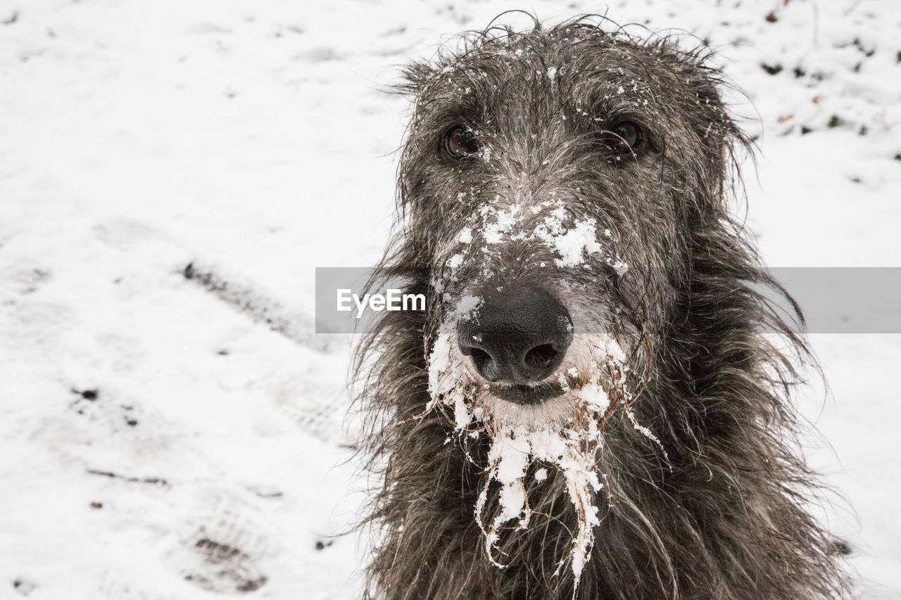 Close-up of dog on snow covered field