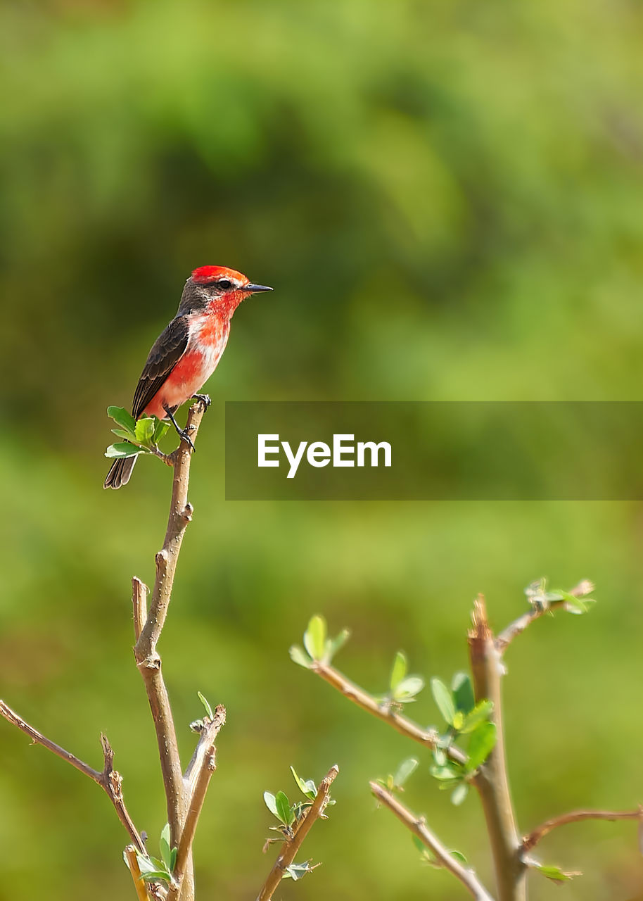 Close-up of bird perching on plant