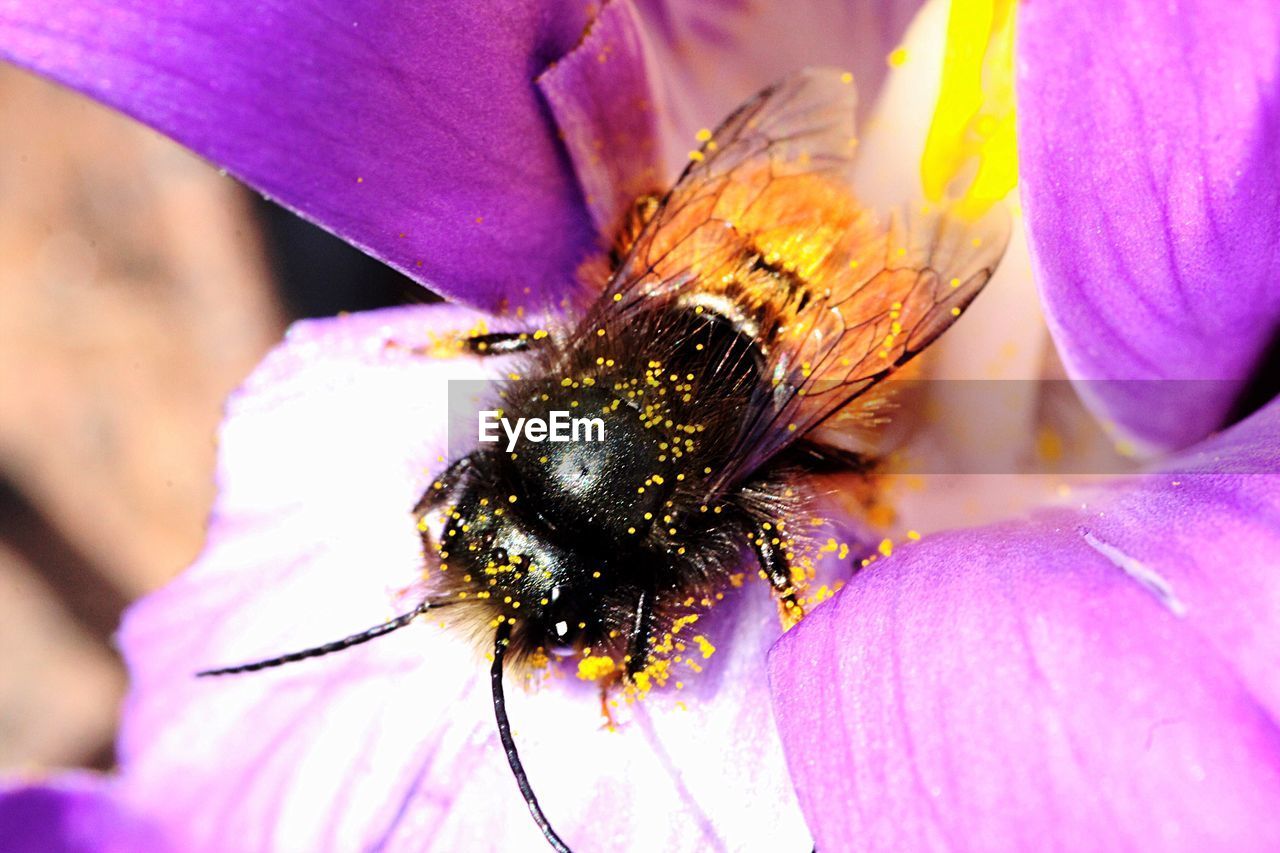 Macro shot of honey bee on pink flower