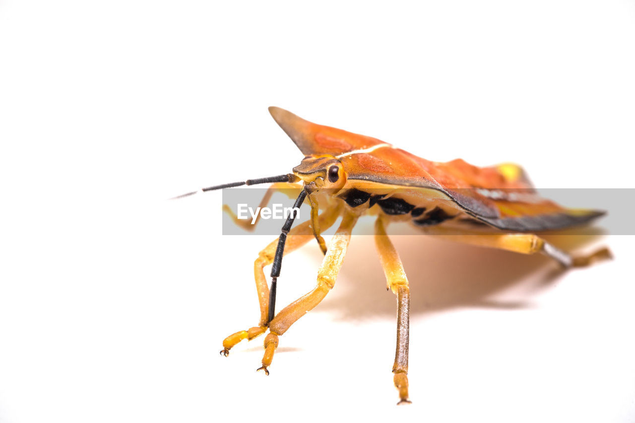 Close-up of insect against white background