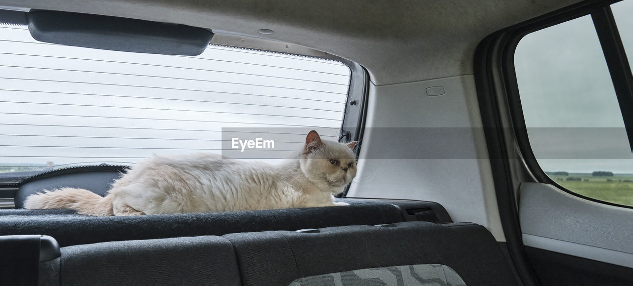 Cute beige cat traveling in car, near rear window. travel concept with animals.banner