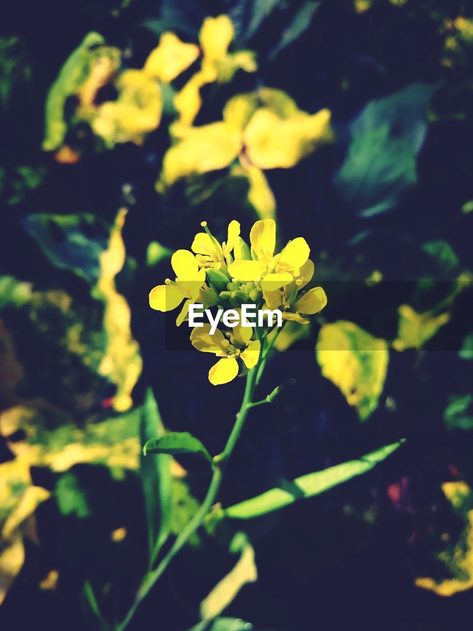 CLOSE-UP OF YELLOW FLOWER BLOOMING OUTDOORS