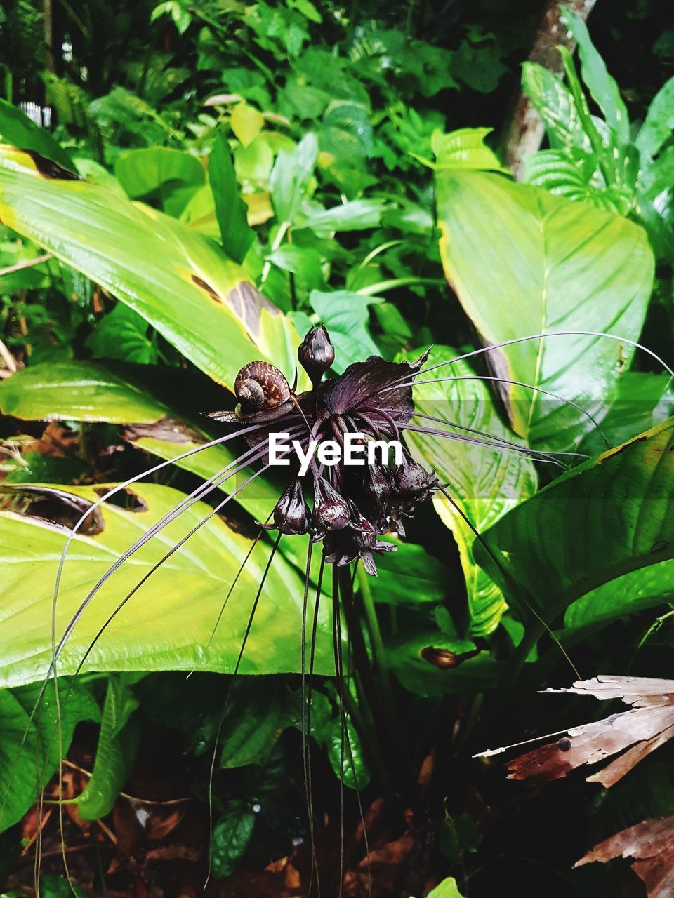 CLOSE-UP OF INSECT ON LEAF