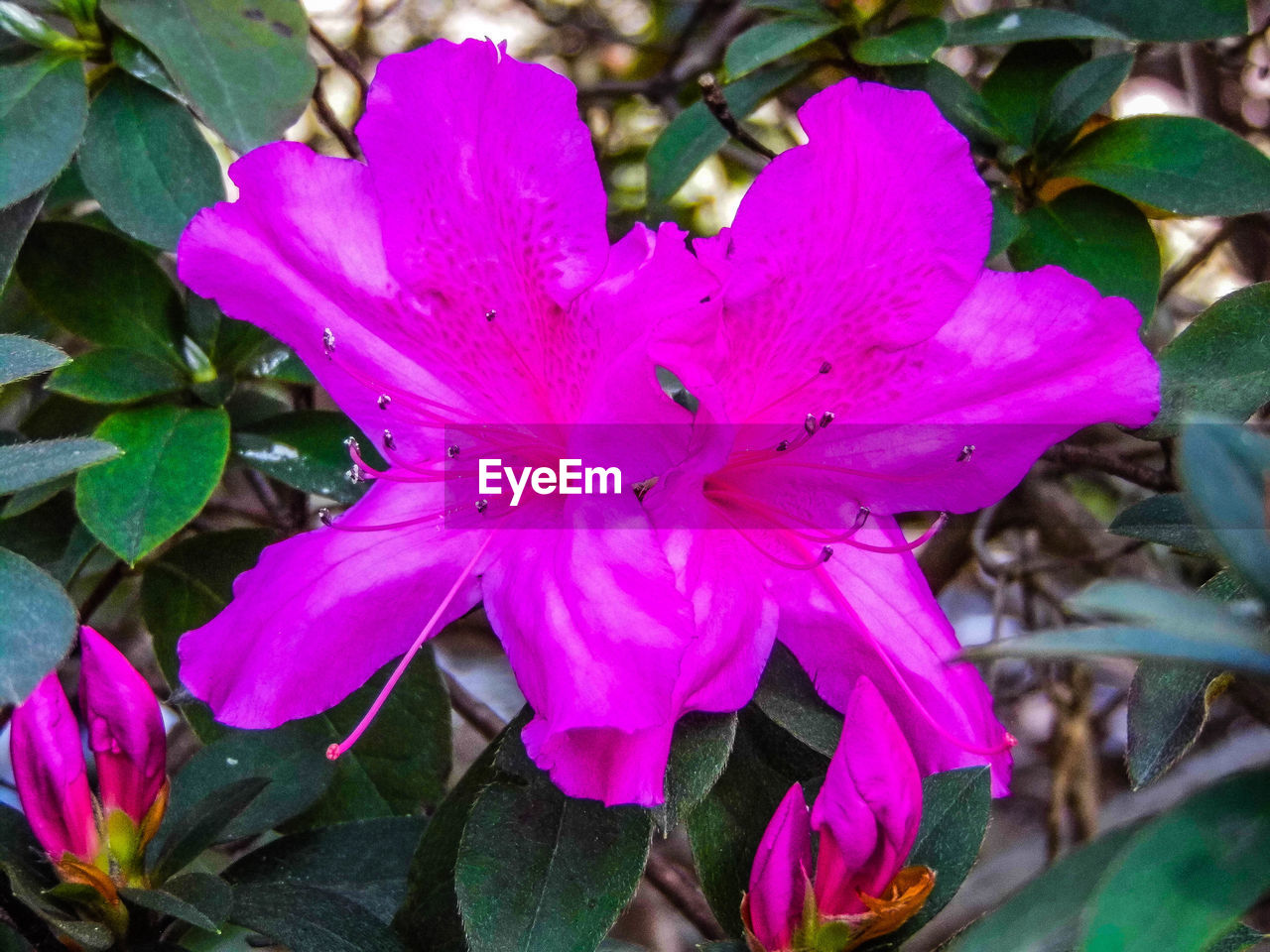 CLOSE-UP OF PINK FLOWER WITH WATER