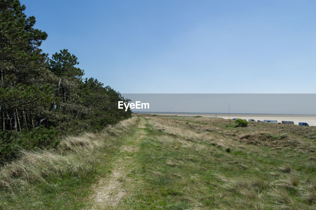 SCENIC VIEW OF TREES AGAINST CLEAR SKY