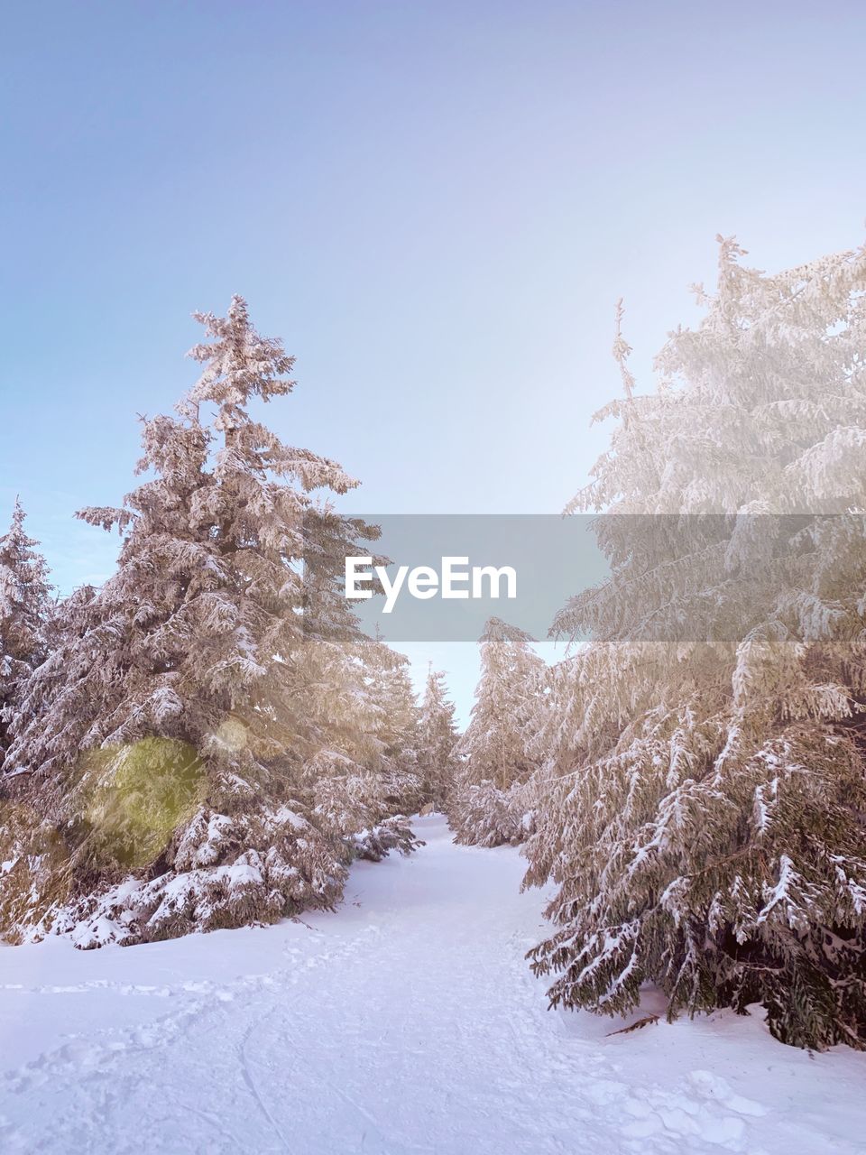 Trees on snow covered landscape against sky