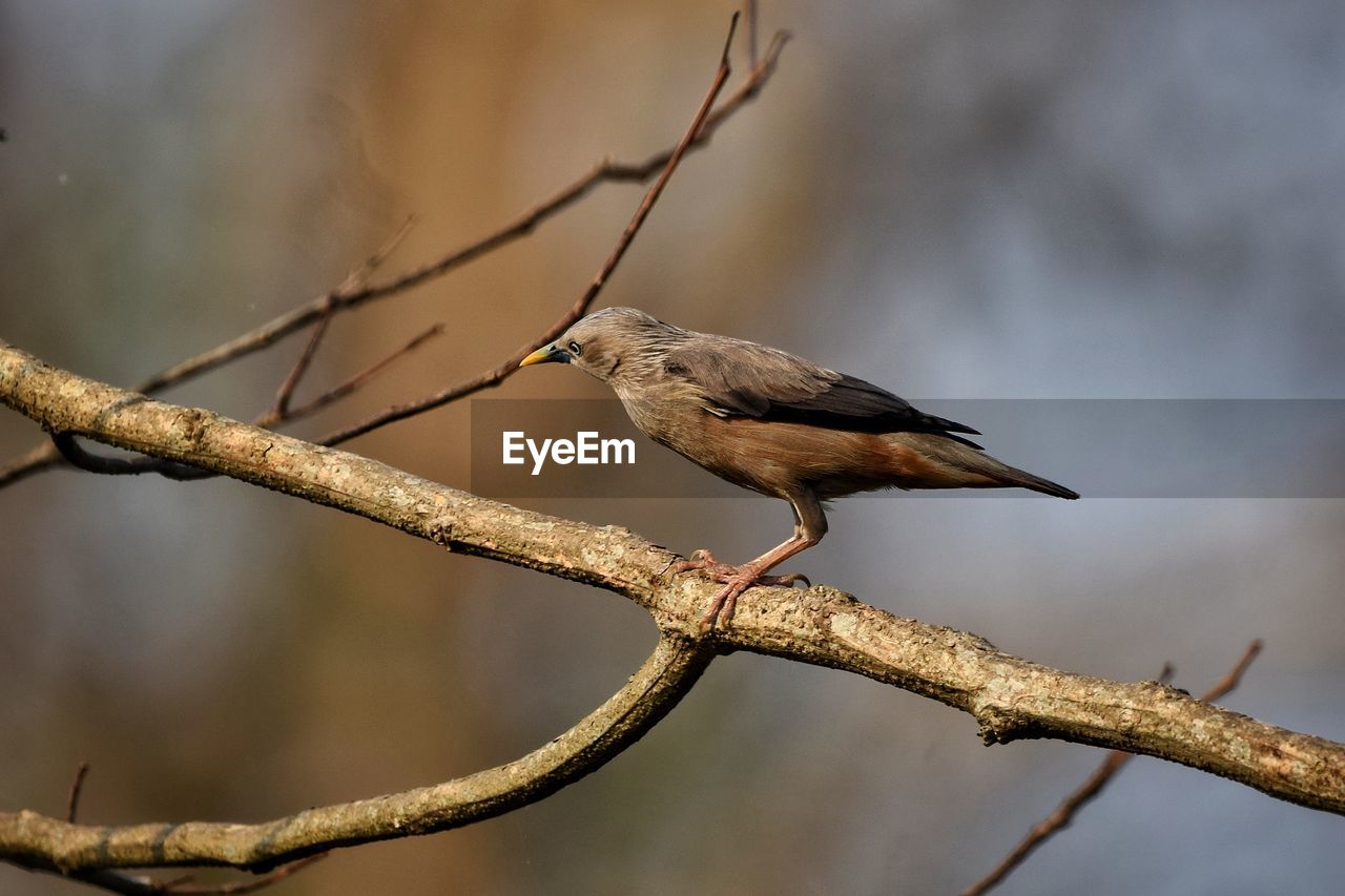 Bird perching on branch