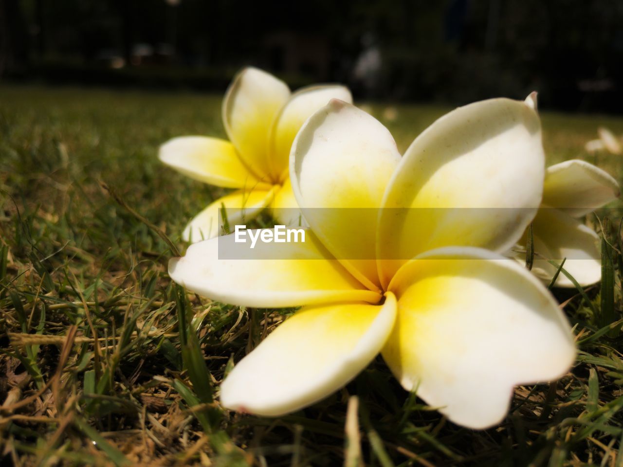 CLOSE-UP OF YELLOW FLOWERING PLANT ON LAND