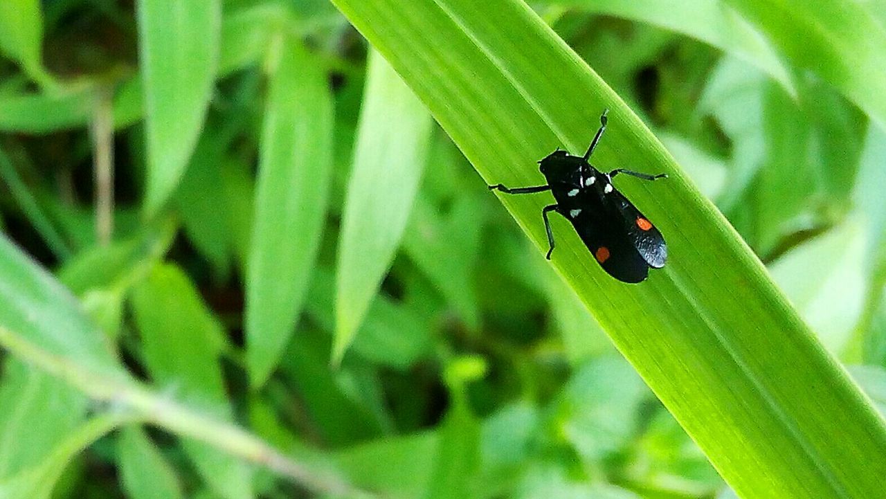 CLOSE-UP OF LADYBUG ON PLANT