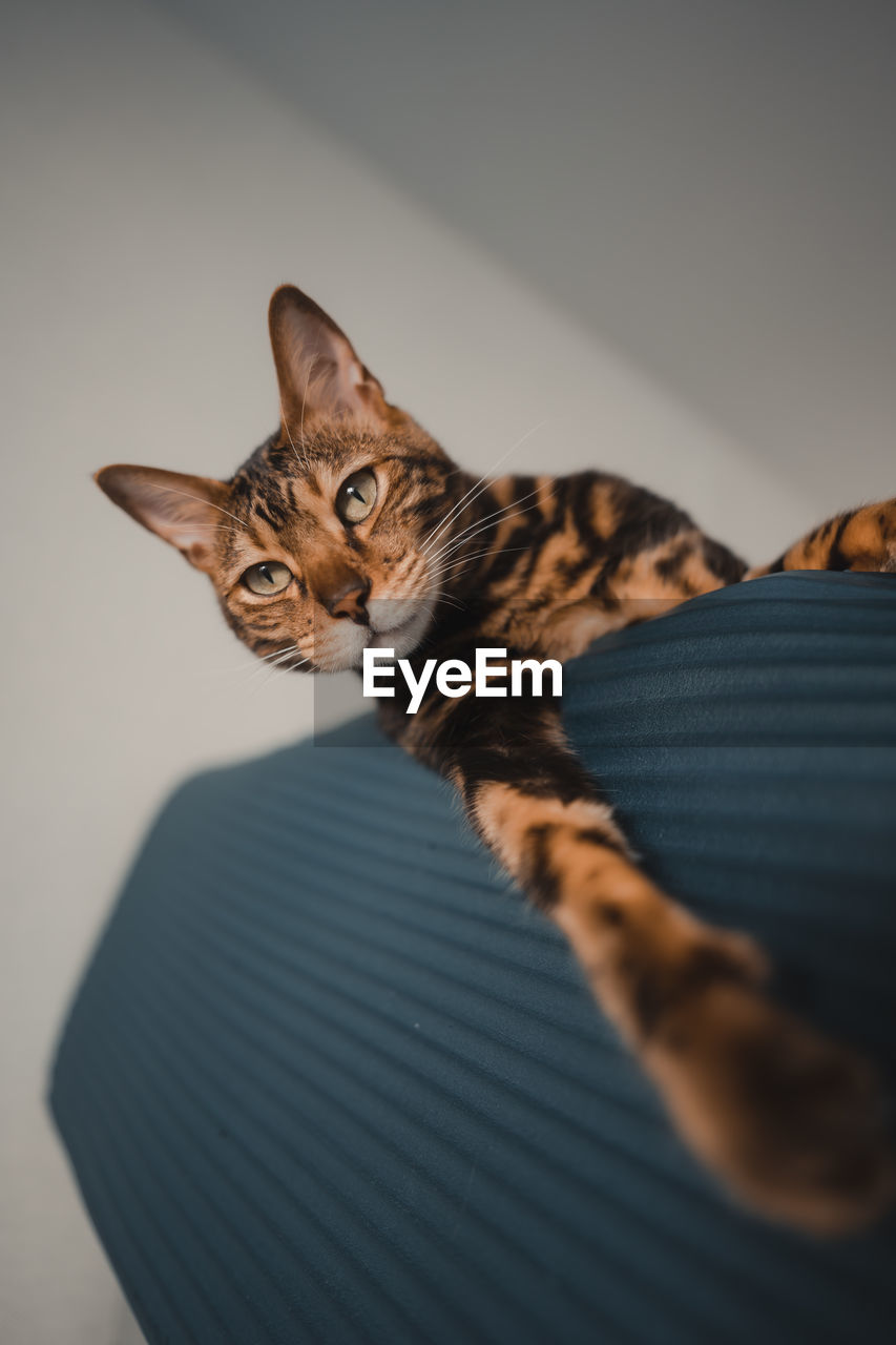 Close-up of cat