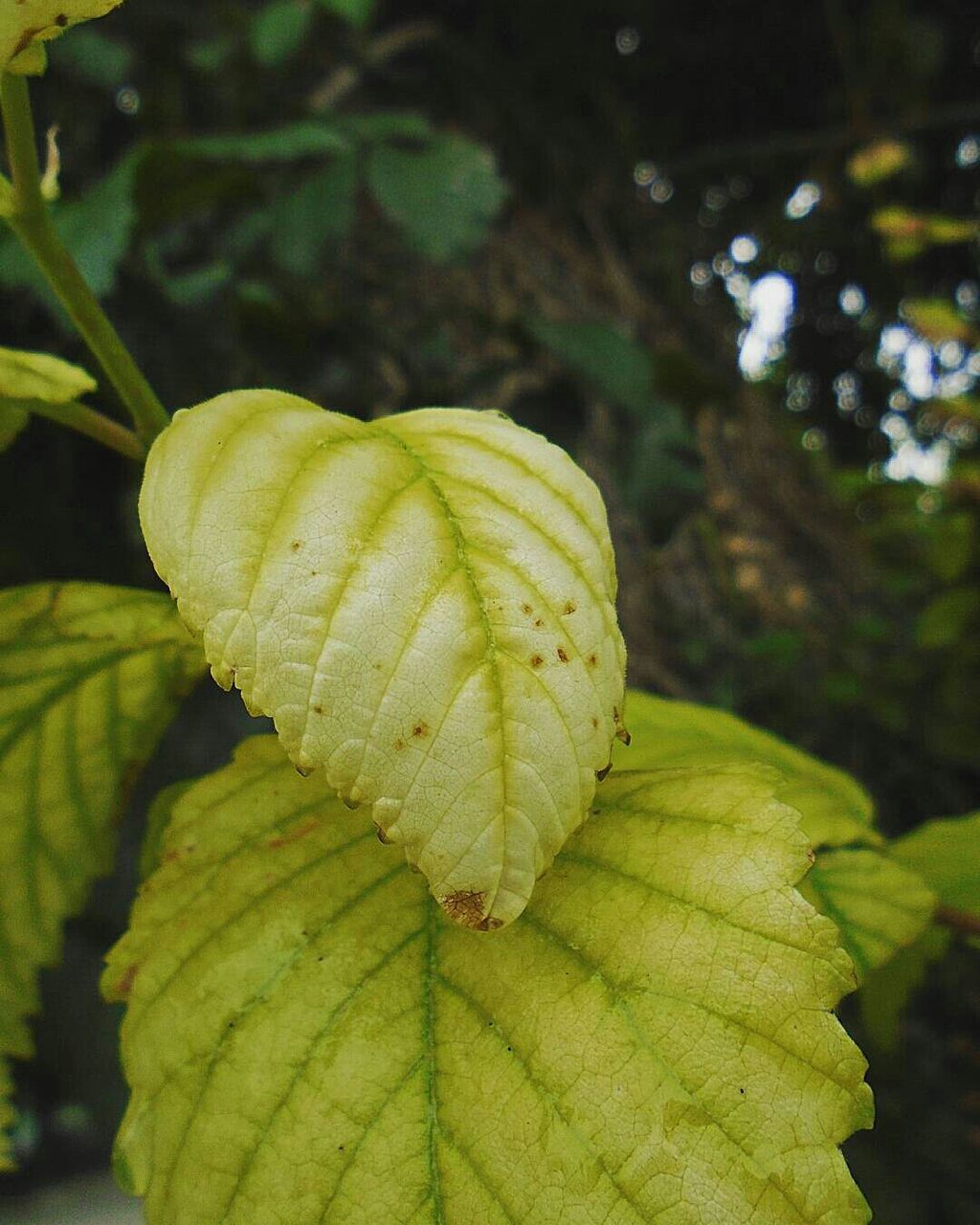 Close-up of yellow flower