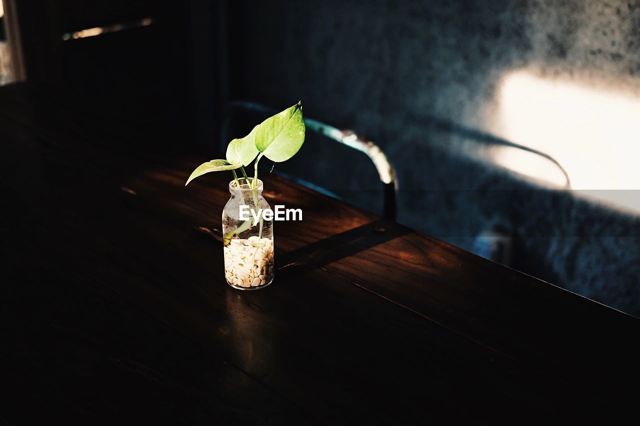 Close-up of plant in jar on table at home