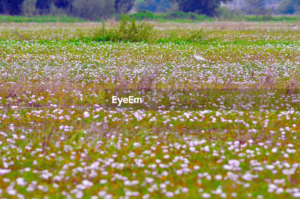 FRESH FLOWERS IN FIELD