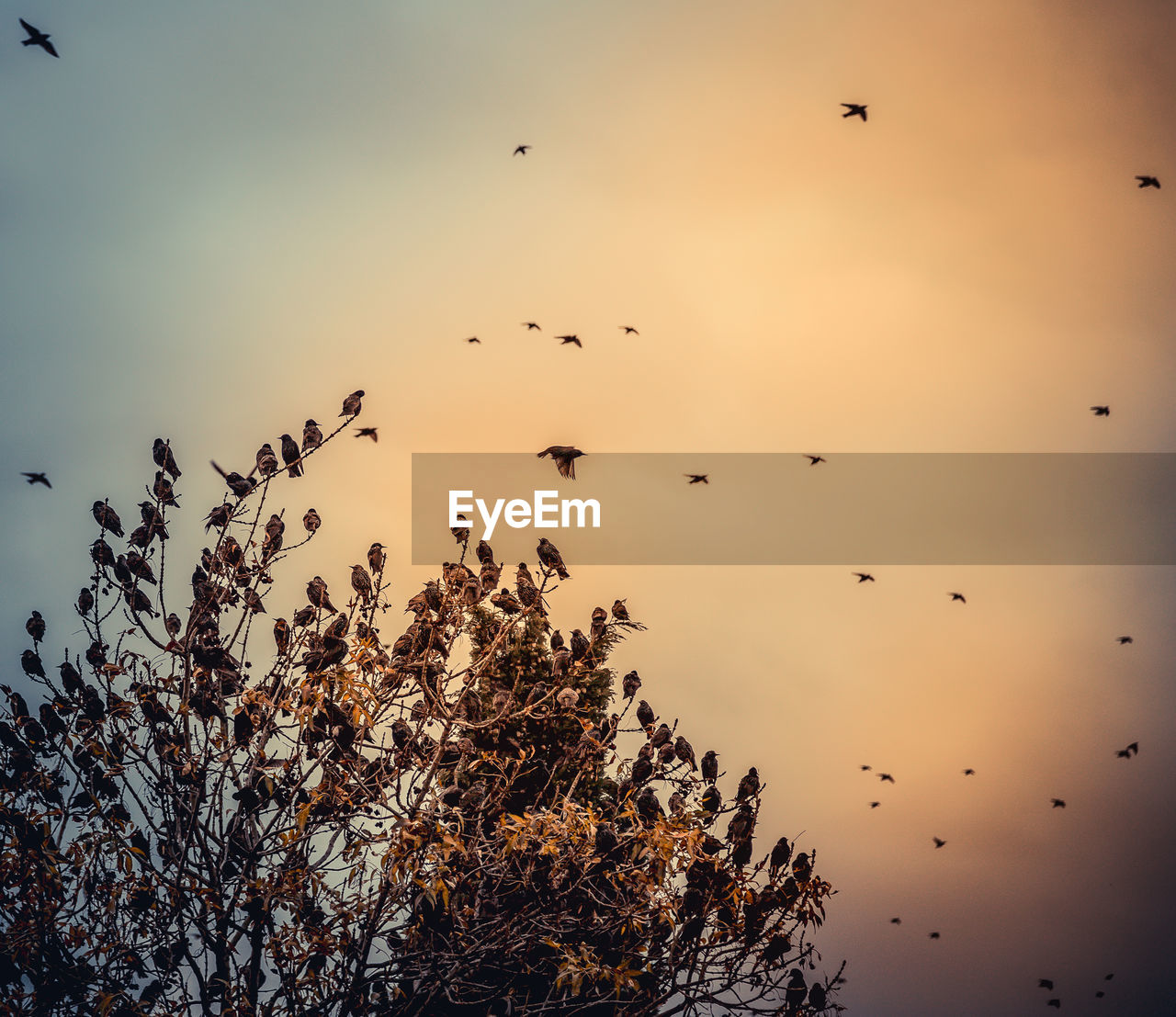 LOW ANGLE VIEW OF BIRDS FLYING