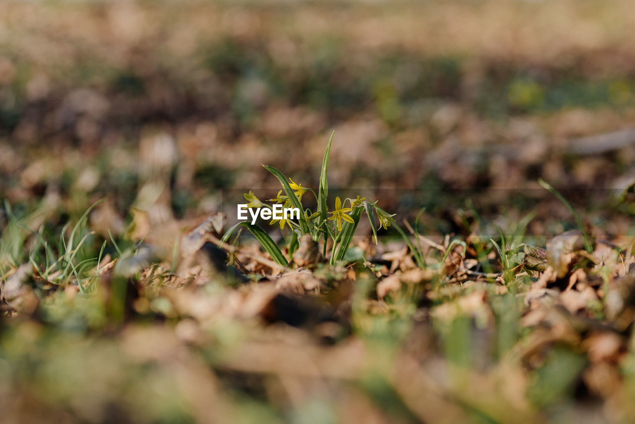 CLOSE-UP OF FRESH PLANT ON FIELD