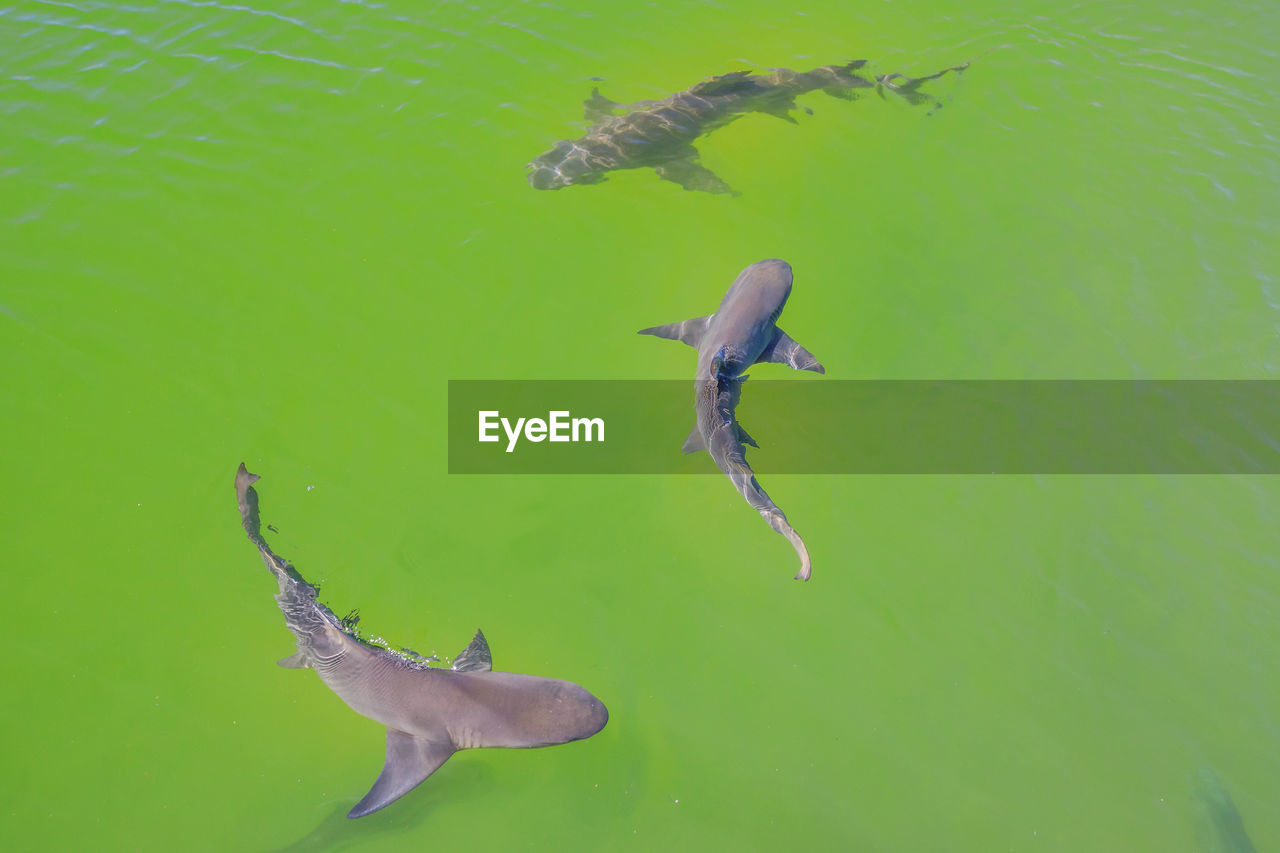 HIGH ANGLE VIEW OF FISH UNDERWATER