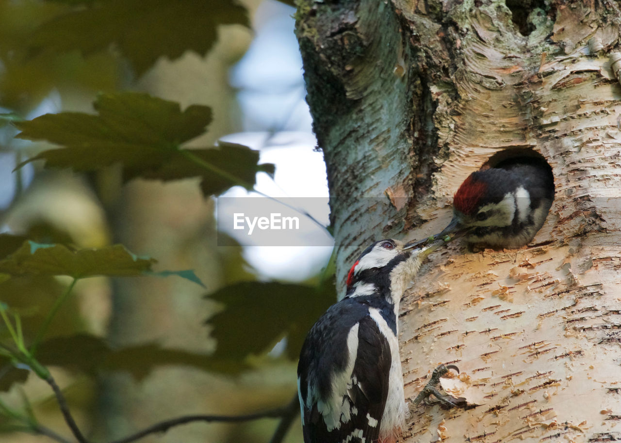 BIRD PERCHING ON TREE