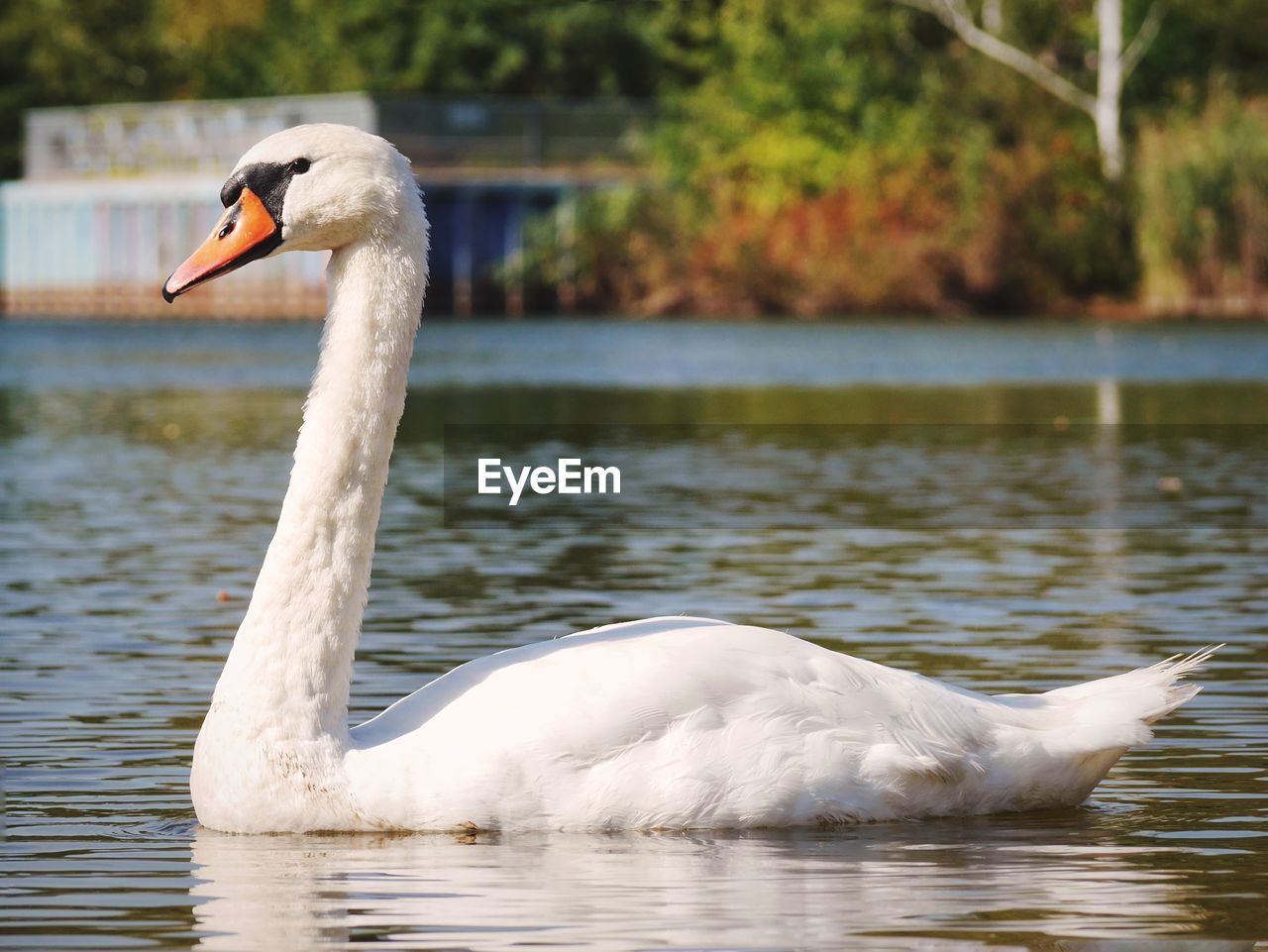 Swan swimming in lake