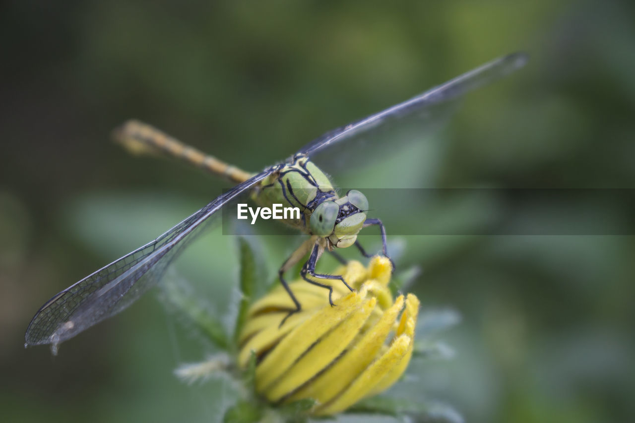 CLOSE-UP OF GRASSHOPPER ON YELLOW FLOWER