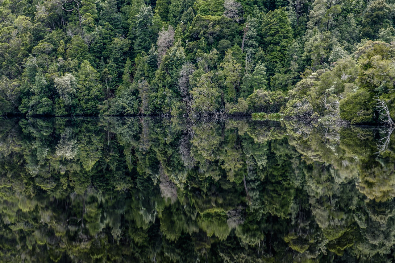 Symmetry view of trees in forest by lake