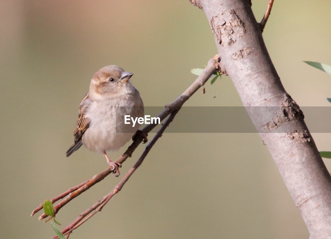 BIRD PERCHING ON TWIG