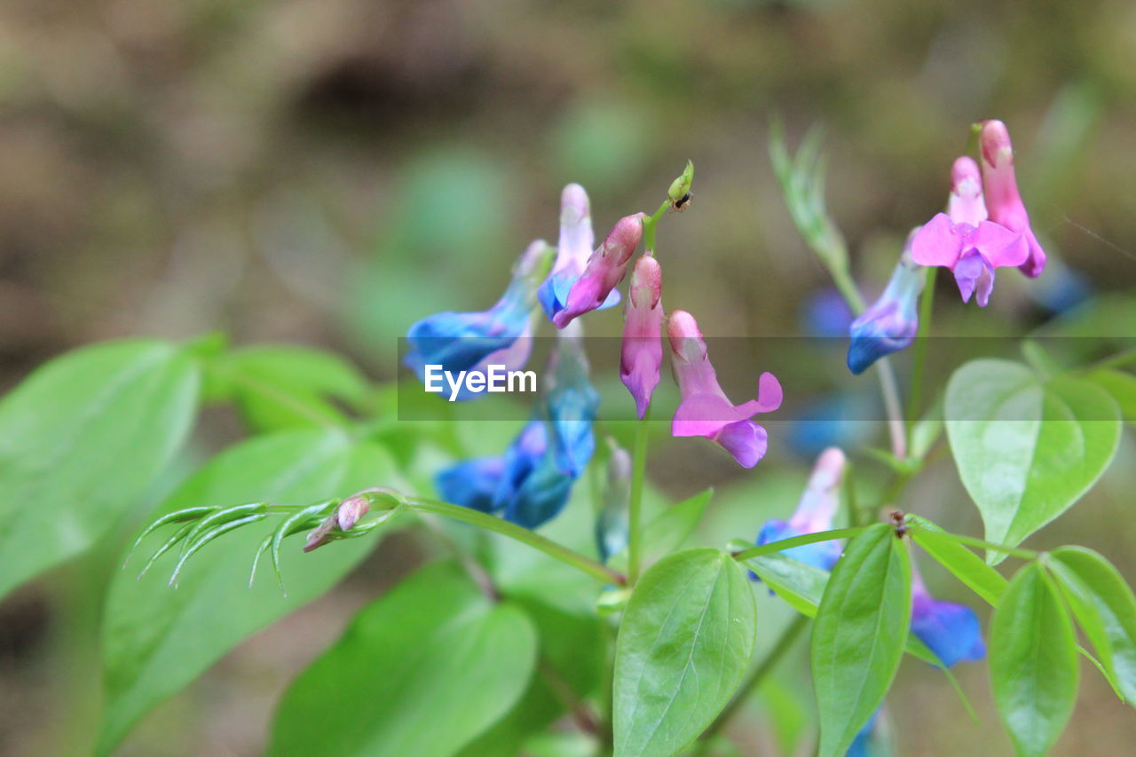 CLOSE UP OF PURPLE FLOWERING PLANT