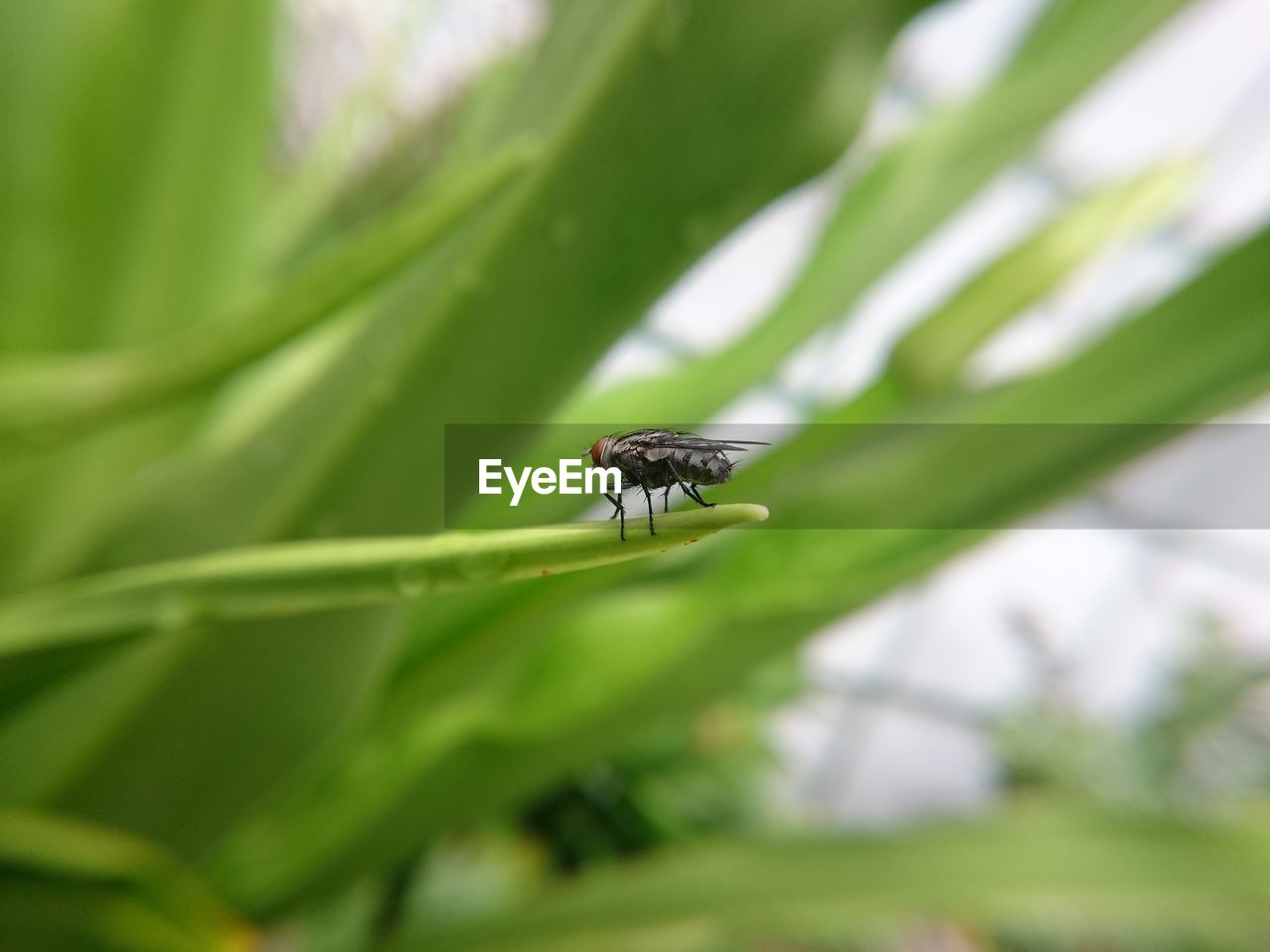 INSECT ON GREEN LEAF