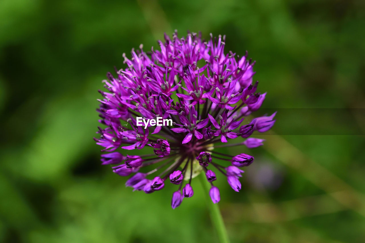 Close-up of purple flower blooming outdoors