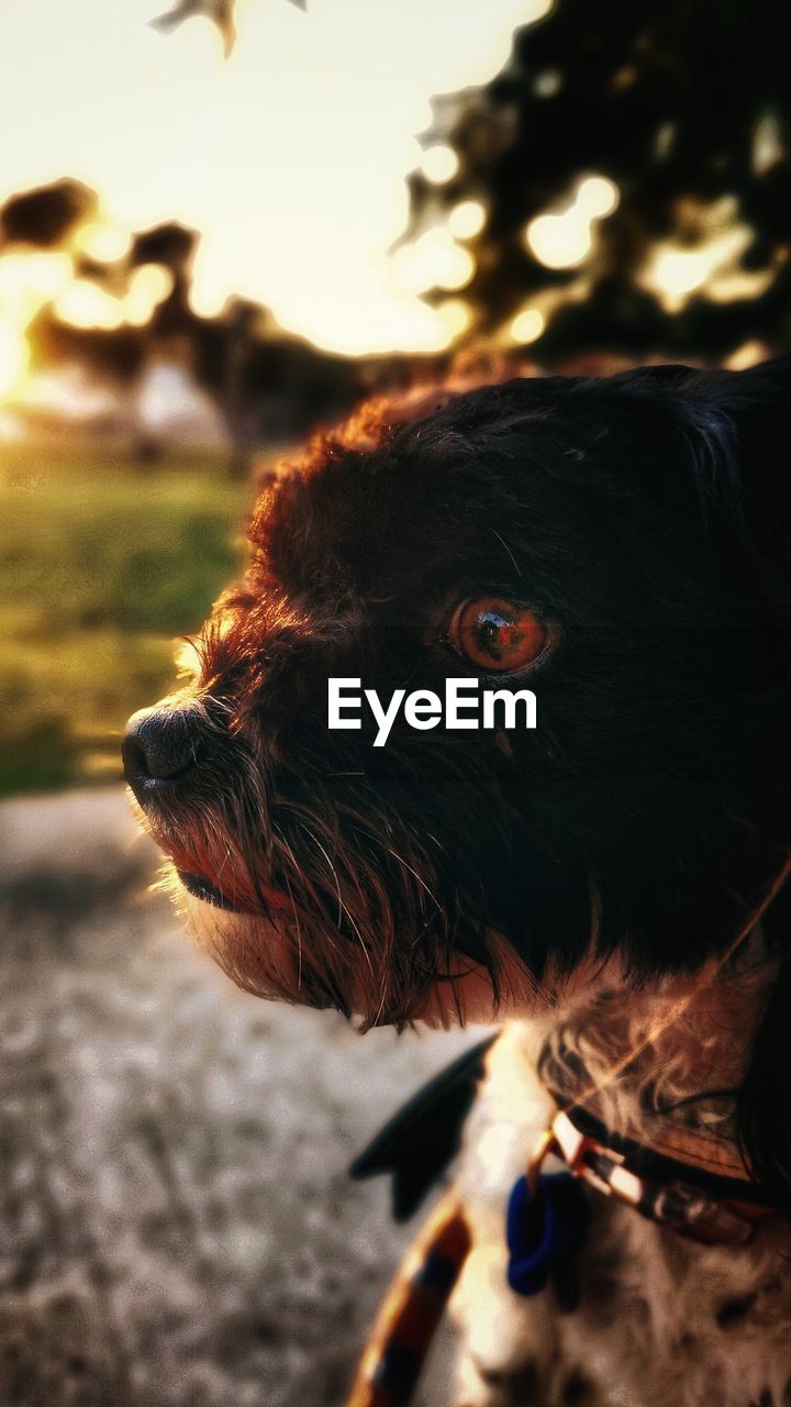 animal themes, animal, one animal, mammal, domestic animals, dog, pet, canine, animal body part, focus on foreground, no people, close-up, animal head, puppy, looking, black, nature, looking away, outdoors
