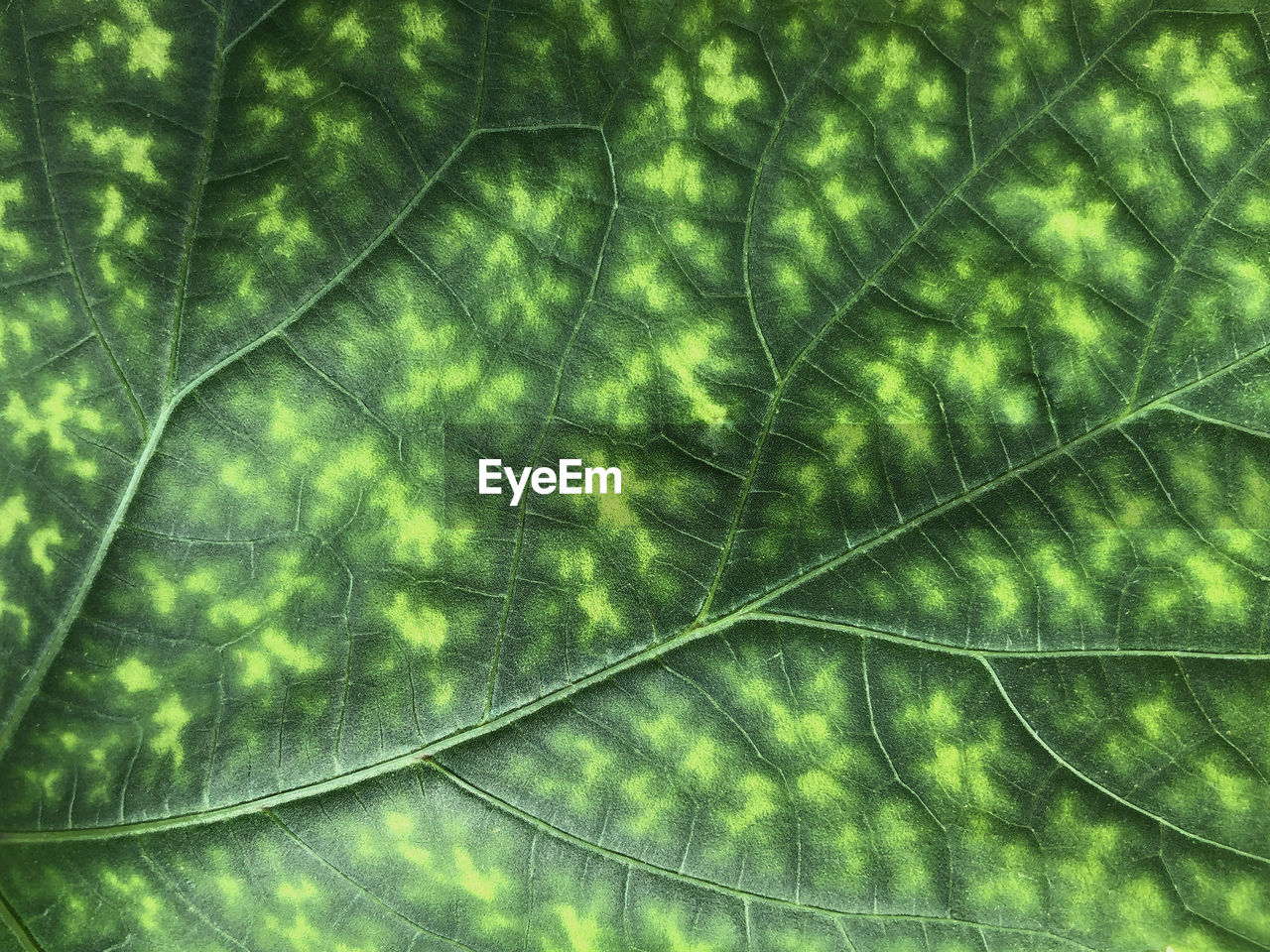 Full frame shot of leaf