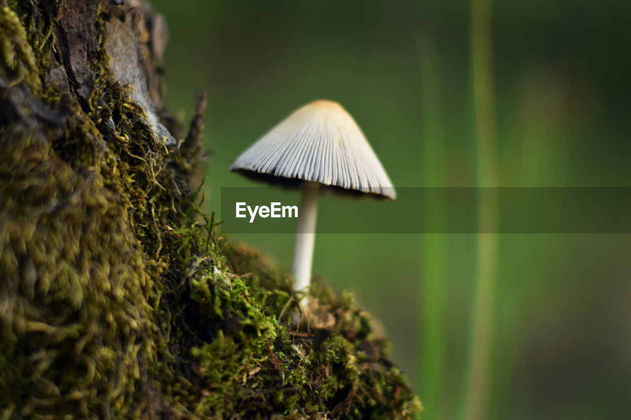 Close-up of mushroom growing on tree trunk